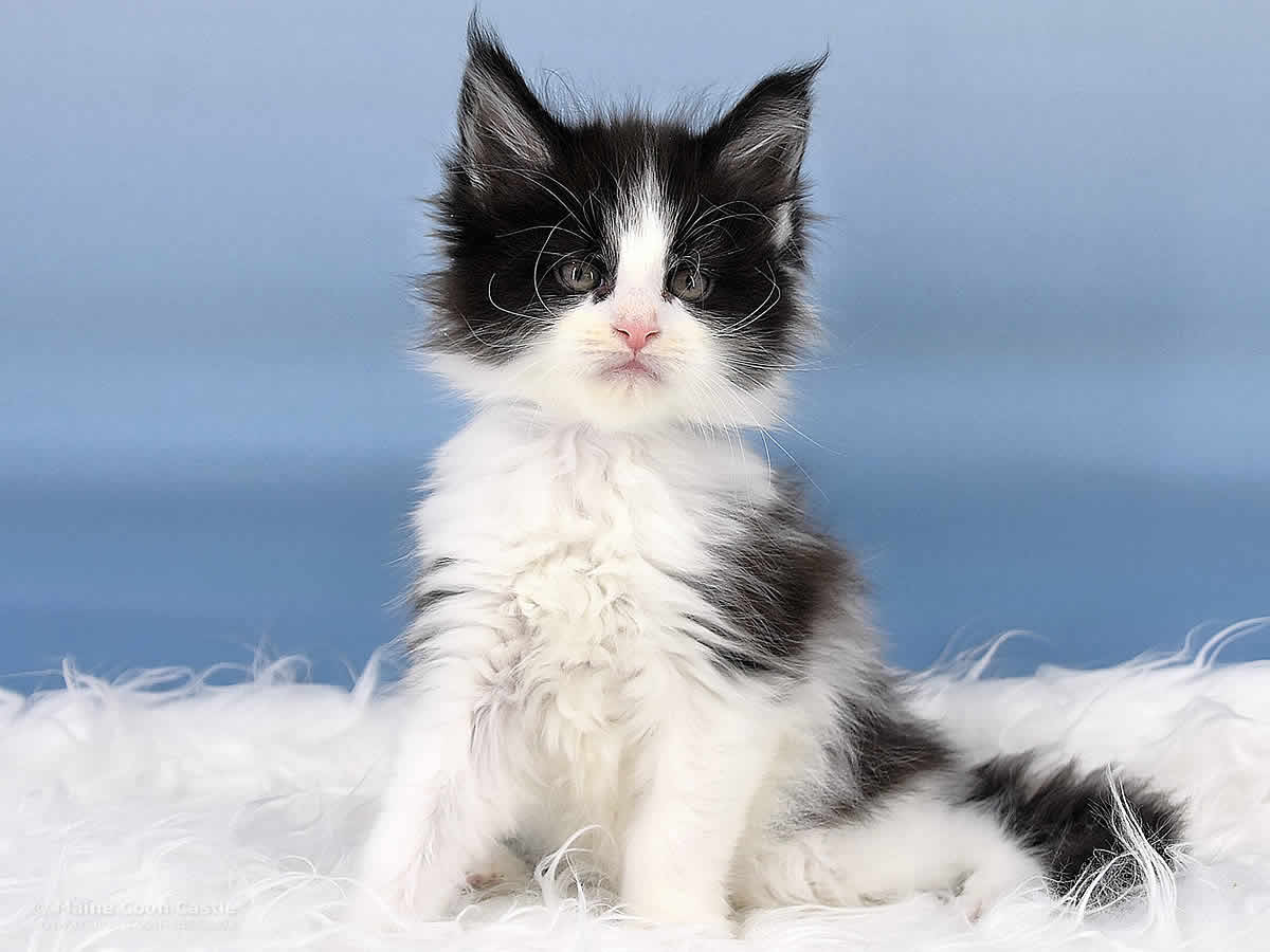 Maine Coon Kitten Pippo 7 Wochen alt