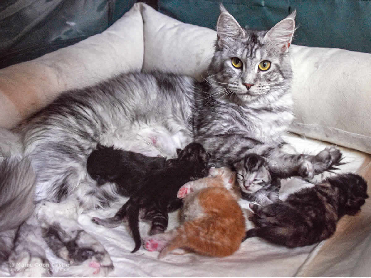Maine Coon Katze Kimy mit ihren 5 Tage alten Maine Coon Babys