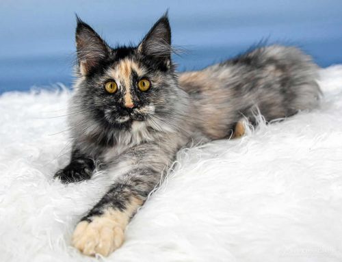 Querida of Maine Coon Castle