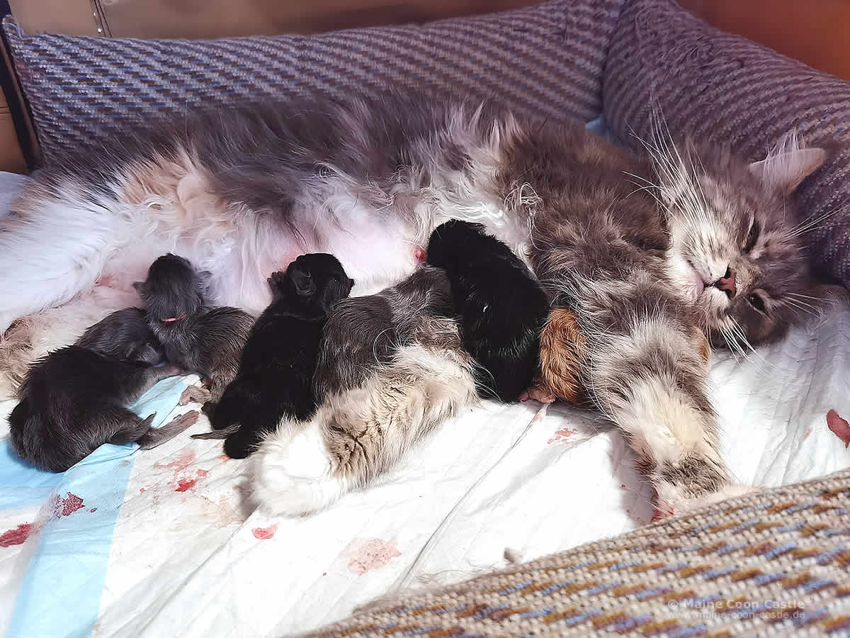 Katzengeburt: Maine Coon Katze Daireen mit ihren Maine Coon Babys