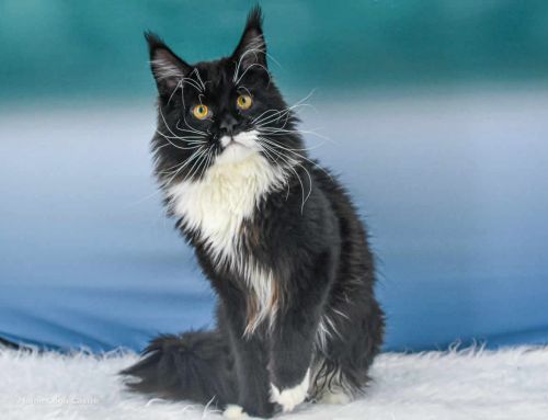 Rado of Maine Coon Castle