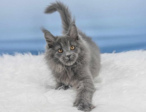 Reja of Maine Coon Castle