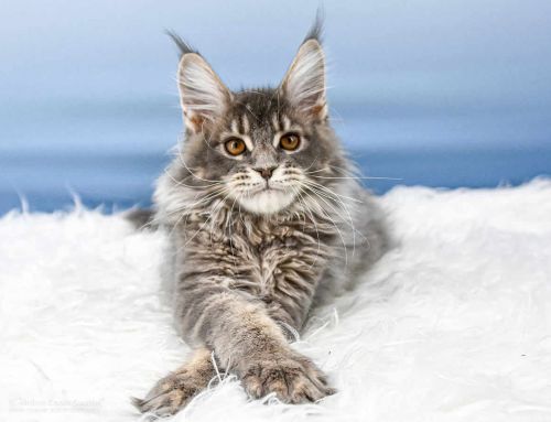 Ruby of Maine Coon Castle