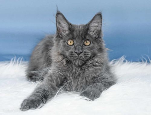 Sam of Maine Coon Castle