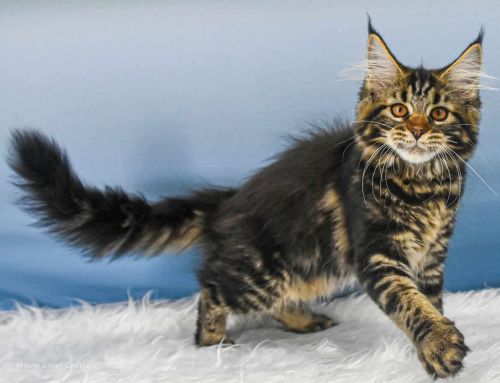 Tabby of Maine Coon Castle