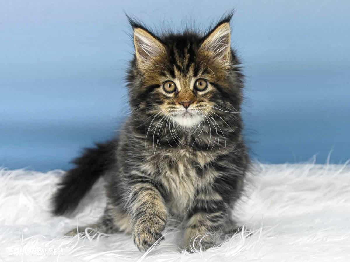 Maine Coon Kitten Tabby 7 Wochen alt