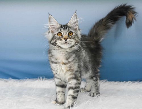 Tara of Maine Coon Castle