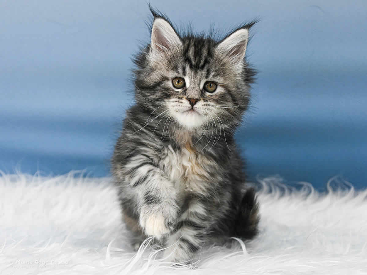 Maine Coon Kitten Tara 6 Wochen alt