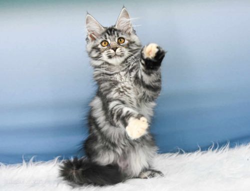 Tilly of Maine Coon Castle