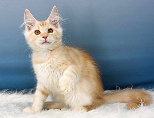 Toni of Maine Coon Castle
