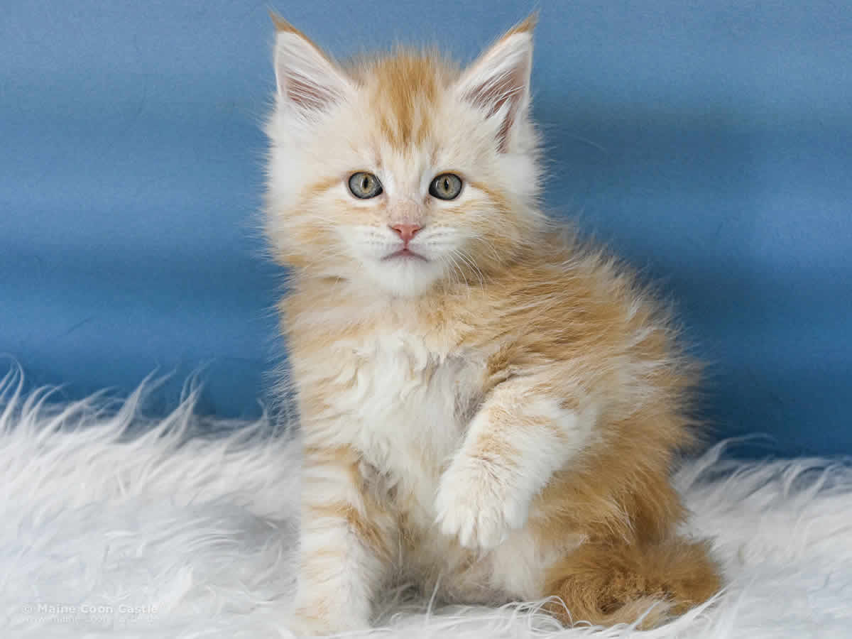 Maine Coon Kitten Toni 6 Wochen alt