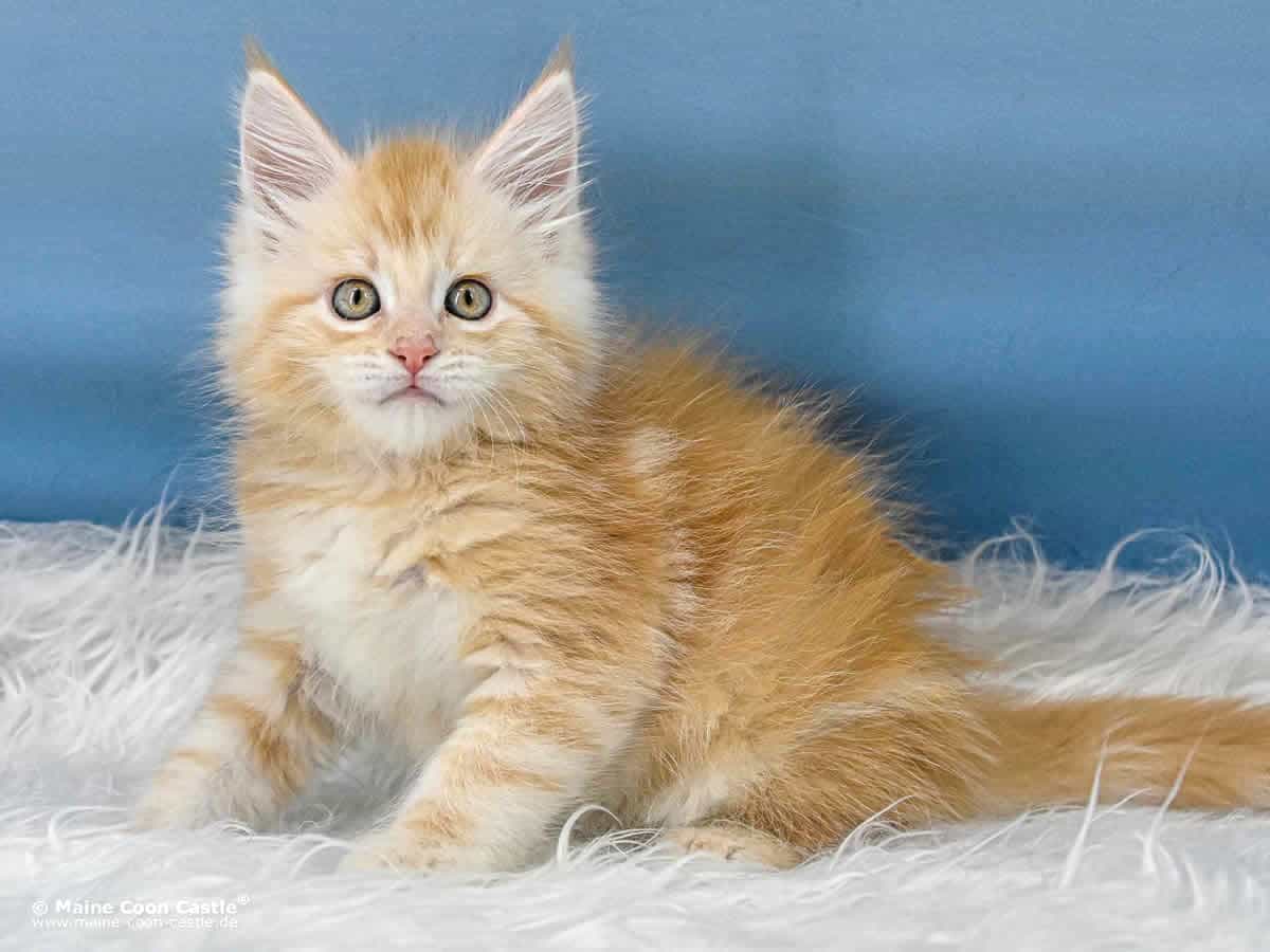 Maine Coon Kitten Toni 7 Wochen alt