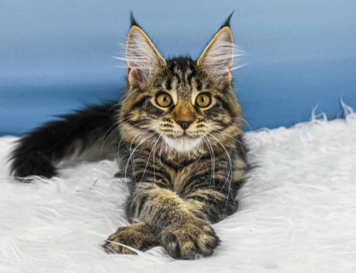 Ula of Maine Coon Castle