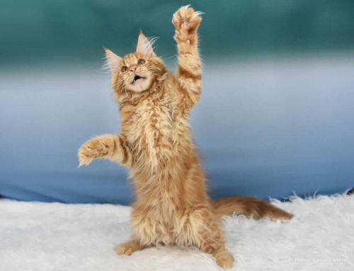 Ulf of Maine Coon Castle