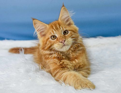 Urs of Maine Coon Castle
