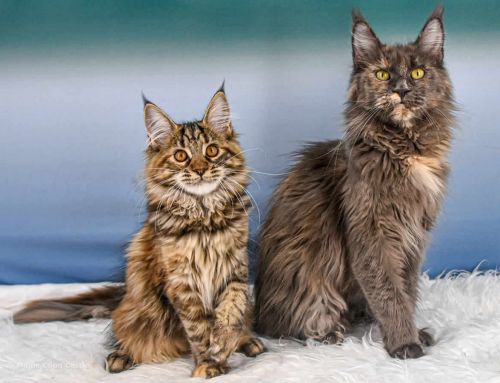 Ushi of Maine Coon Castle