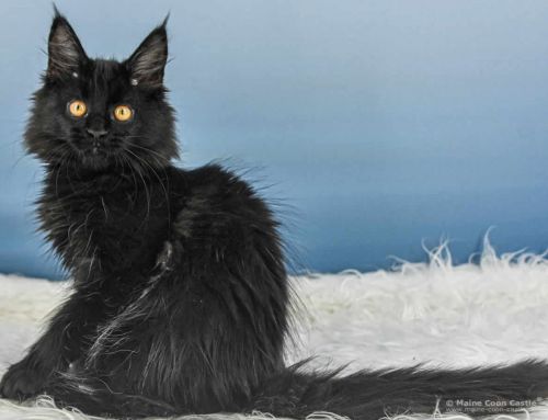 Uta of Maine Coon Castle