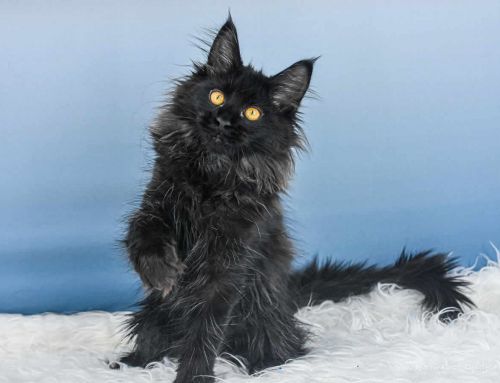 Ute of Maine Coon Castle