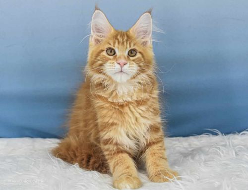 Valentin of Maine Coon Castle