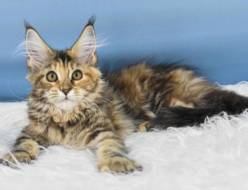 Valentina of Maine Coon Castle