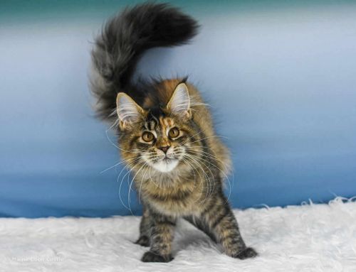 Van Anett of Maine Coon Castle