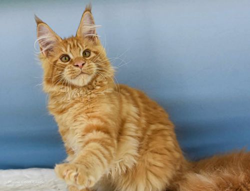 Van Jens of Maine Coon Castle