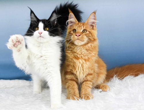 Wendi of Maine Coon Castle