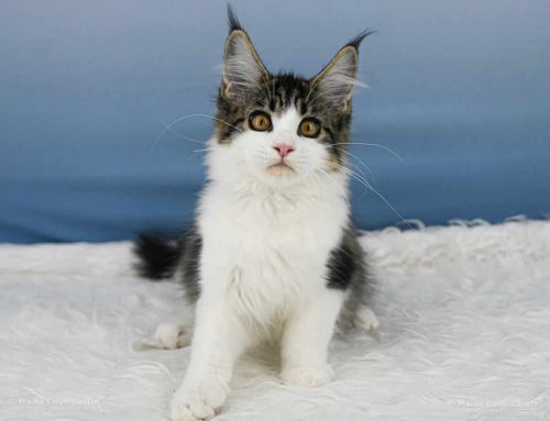 Winni of Maine Coon Castle