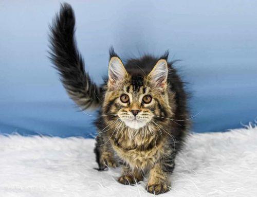 Y3 Dina of Maine Coon Castle