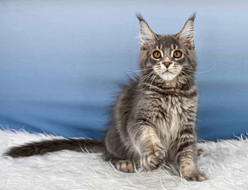 Y3 Kolja of Maine Coon Castle