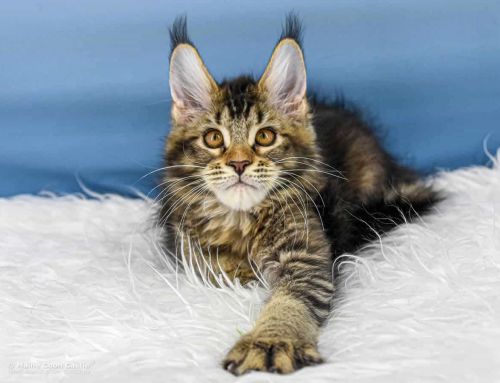 Y3 Lena of Maine Coon Castle
