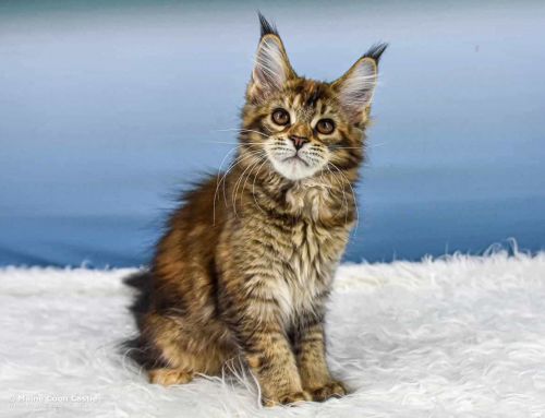 Y3 Mila of Maine Coon Castle