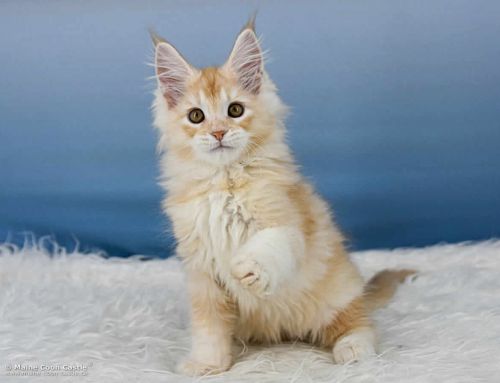 Z3 Zain of Maine Coon Castle