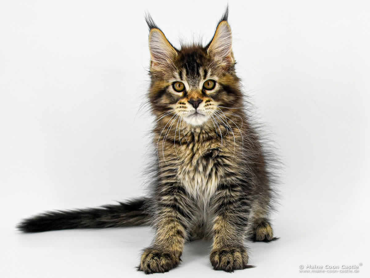 Maine Coon Kitten C4 Benny 12 Wochen alt