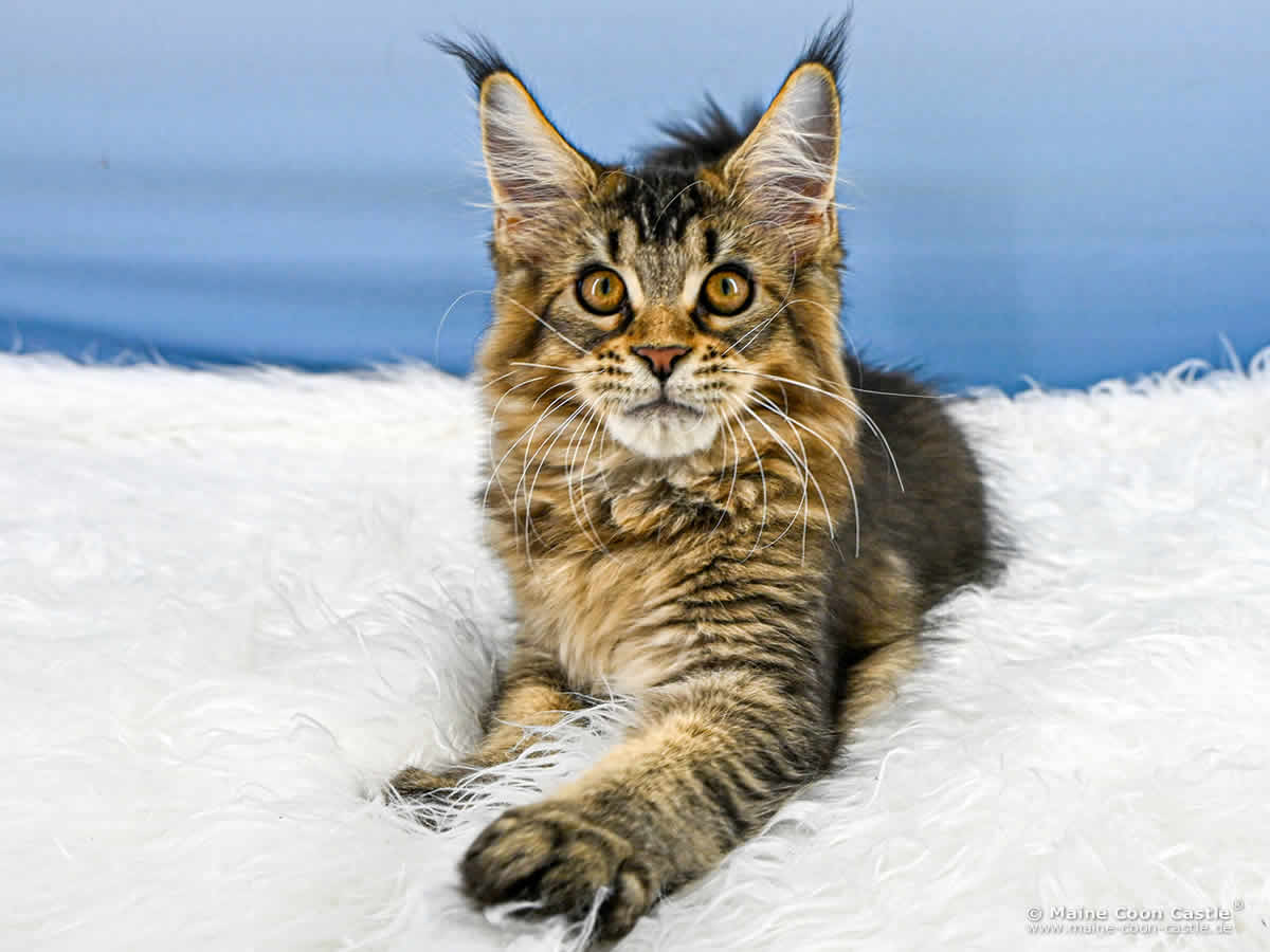 Maine Coon Kitten C4 Carlo 15 Wochen alt