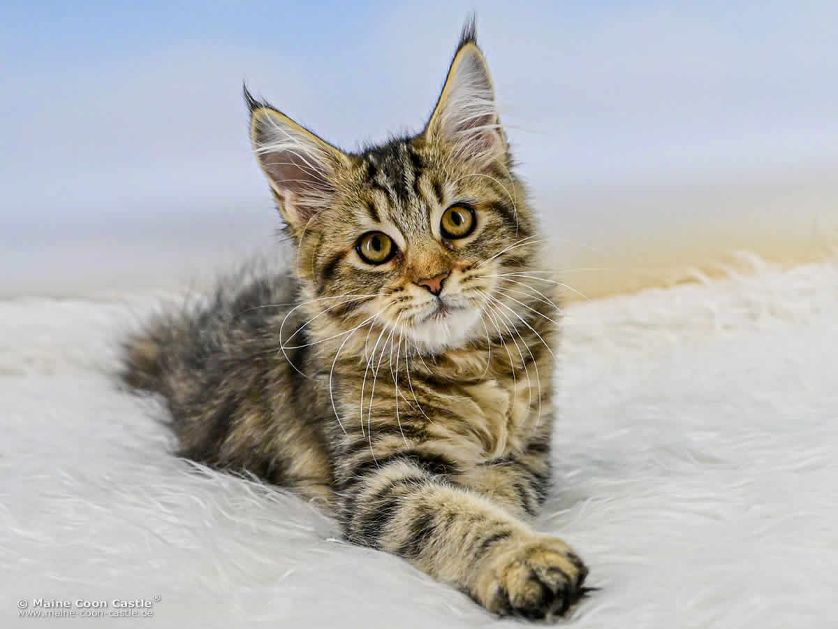 Maine Coon Kitten D4 Daisy 15 Wochen alt