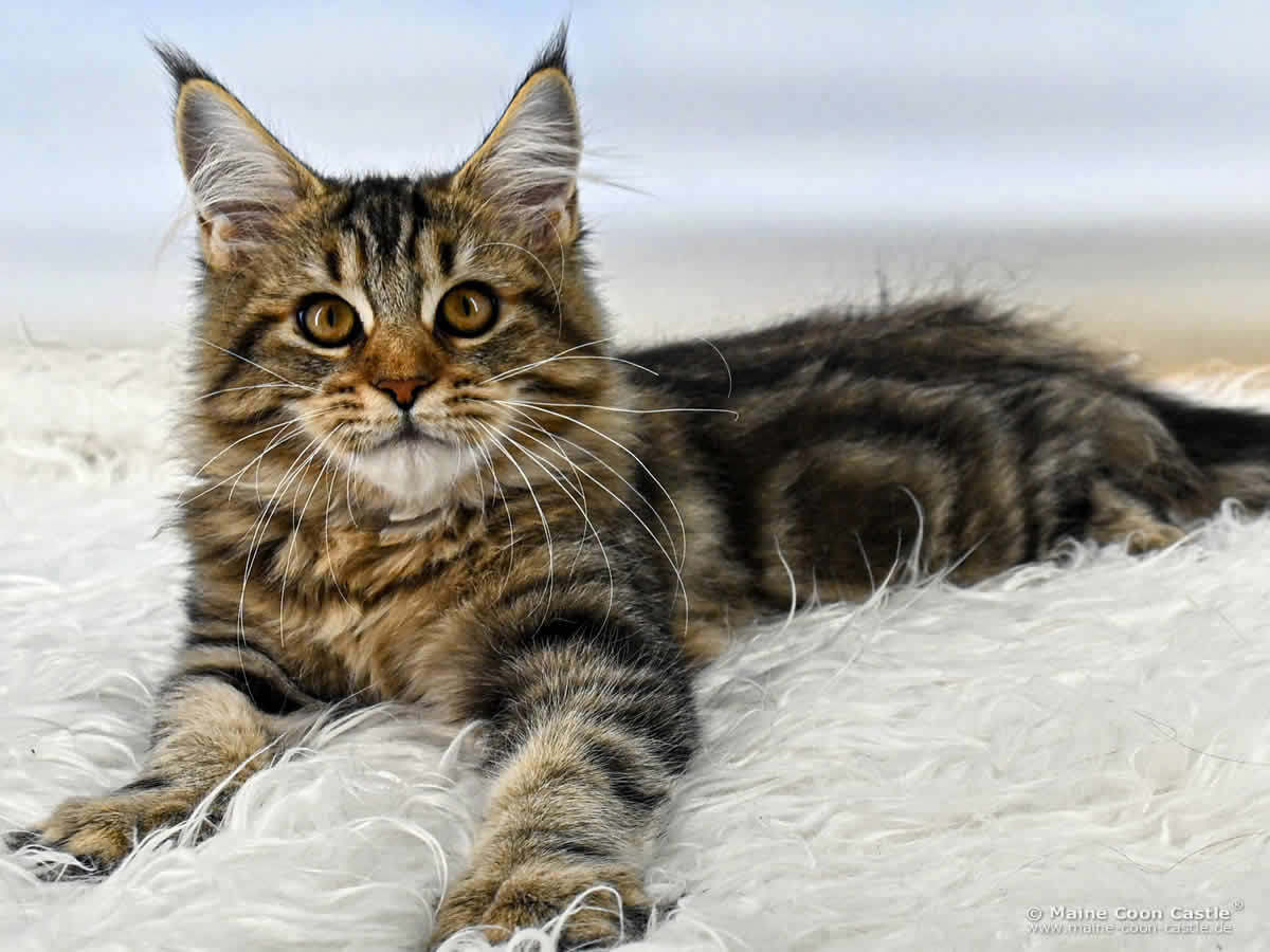 Maine Coon Kitten D4 Daisy 18 Wochen alt