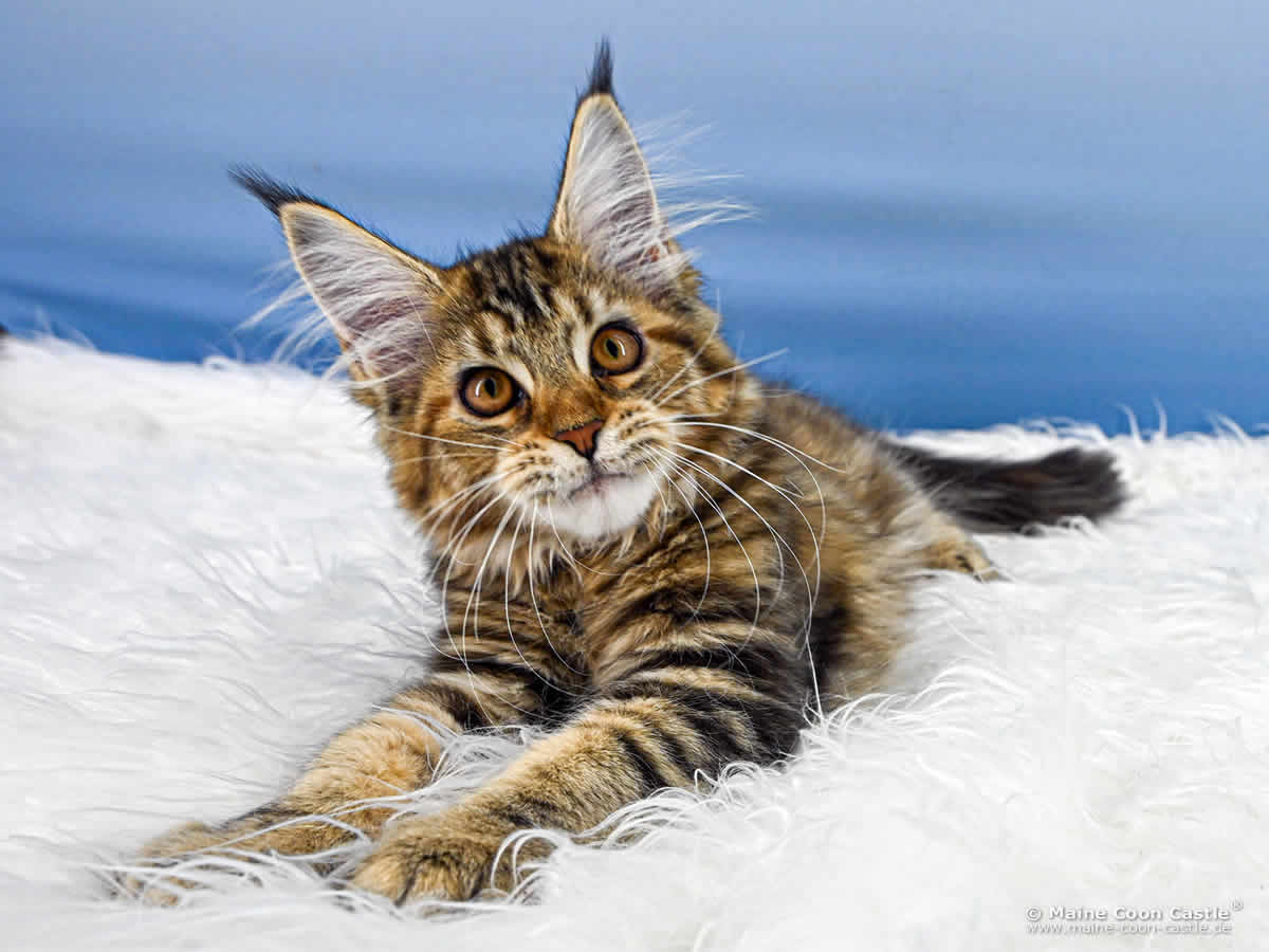 Maine Coon Kitten D4 Dakota 15 Wochen alt