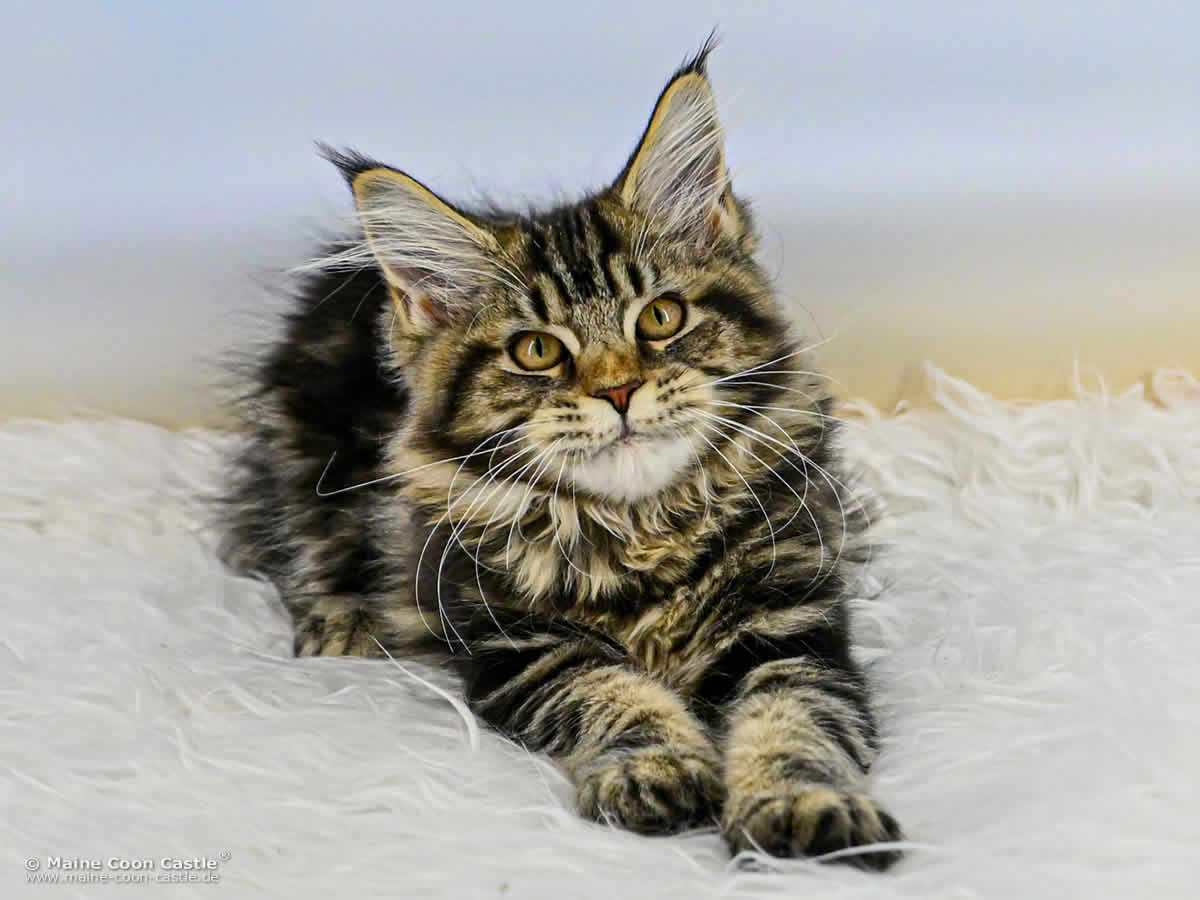 Maine Coon Kitten D4 Dana 15 Wochen alt