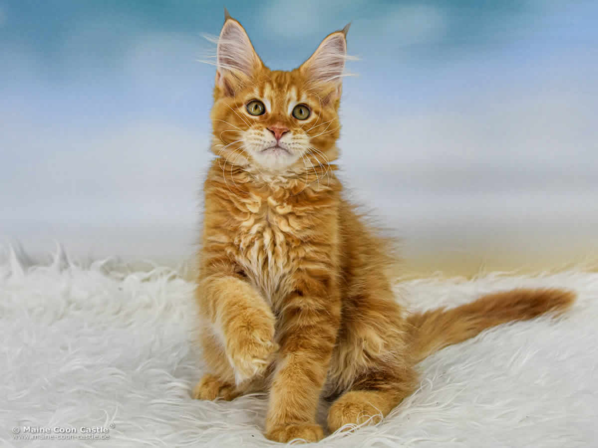 Maine Coon Kitten D4 Dean 12 Wochen alt