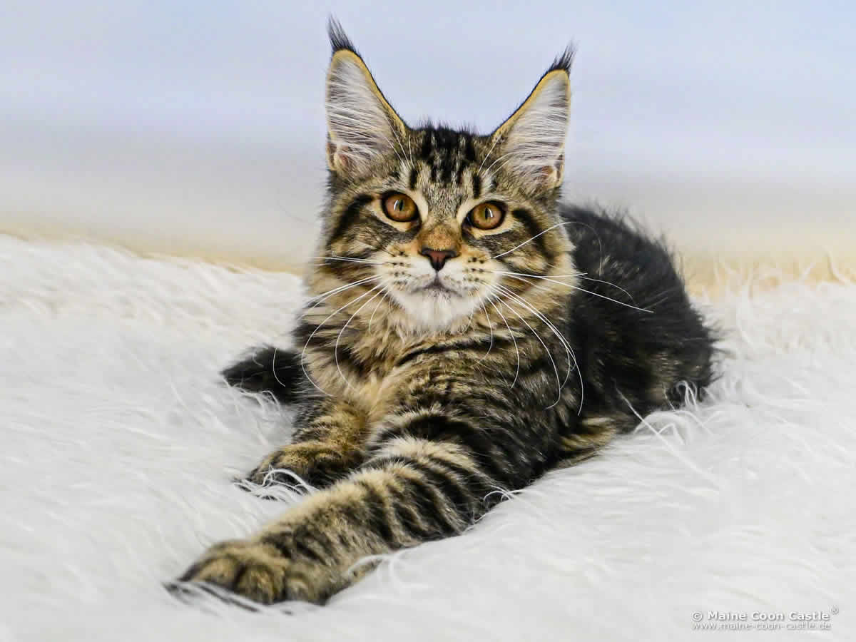 Maine Coon Kitten D4 Debby 15 Wochen alt