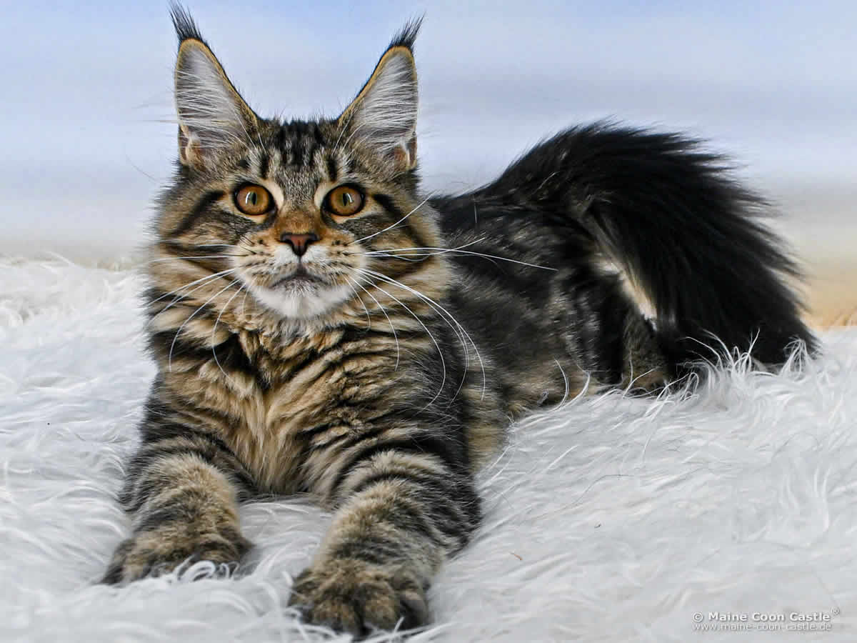 Maine Coon Kitten D4 Debby 18 Wochen alt