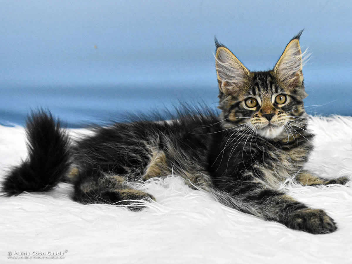 E4 Easy of Maine Coon Castle