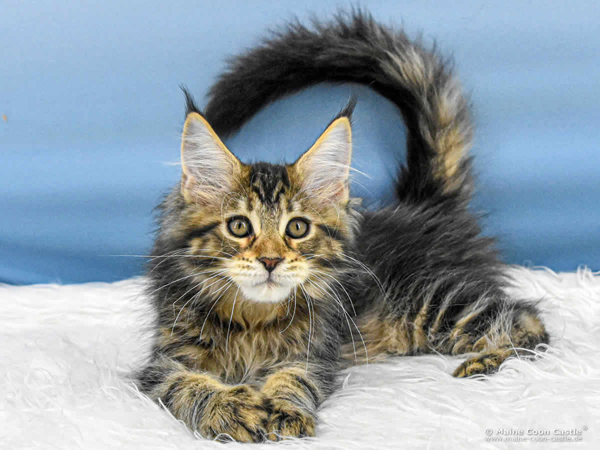 E4 Eddie of Maine Coon Castle