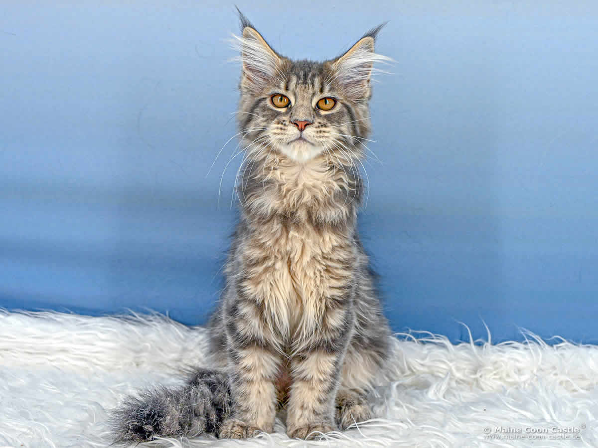 E4 Emmy of Maine Coon Castle