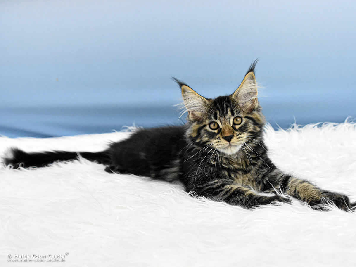 E4 Enzo of Maine Coon Castle