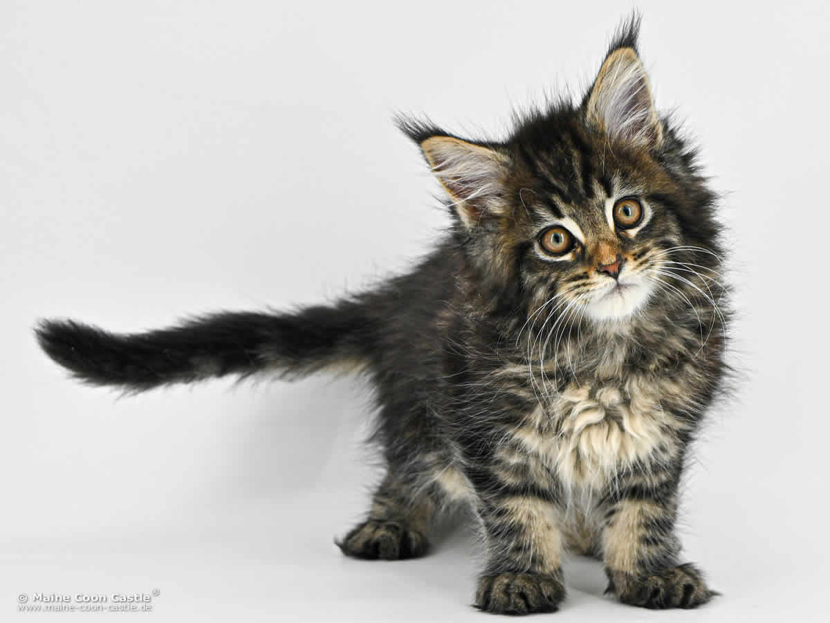 F4 Finn of Maine Coon Castle F4 Finn of Maine Coon Castle