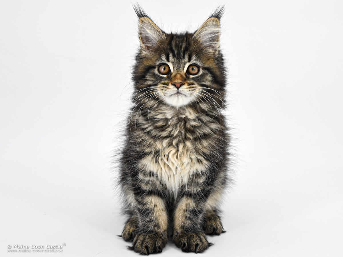 Maine Coon Kitten F4 Finn 12 Wochen alt Maine Coon Kitten F4 Finn 12 Wochen alt