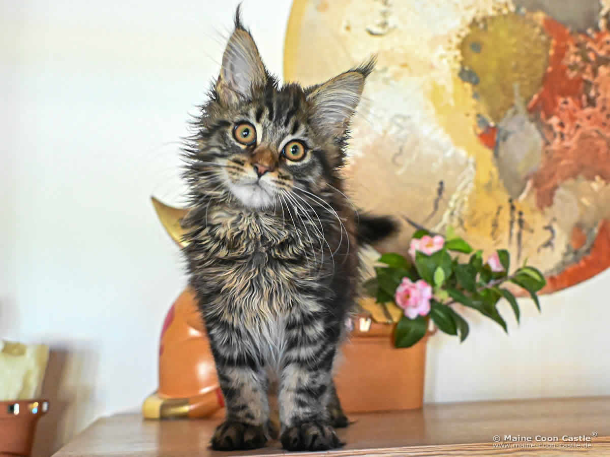 F4 Finn of Maine Coon Castle F4 Finn of Maine Coon Castle