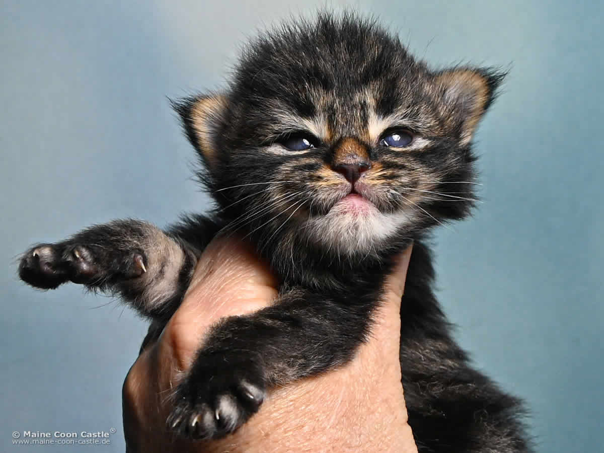 Maine Coon Kitten F4 Finn 2 Wochen alt Maine Coon Kitten F4 Finn 2 Wochen alt